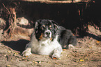 Australian Shepherd