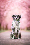 Australian Shepherd