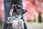 Australian Shepherd