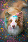 Australian Shepherd