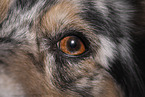 Australian Shepherd