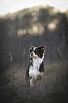 Australian Shepherd