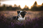 Australian Shepherd