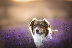 Australian Shepherd