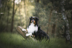 Australian Shepherd