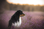 Australian Shepherd