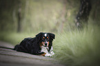 Australian Shepherd