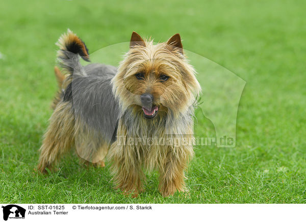 Australian Terrier / Australian Terrier / SST-01625