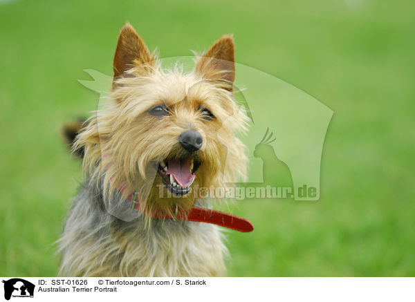 Australian Terrier Portrait / Australian Terrier Portrait / SST-01626