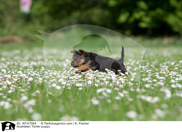 Australian Terrier Welpe / Australian Terrier puppy / KF-01584