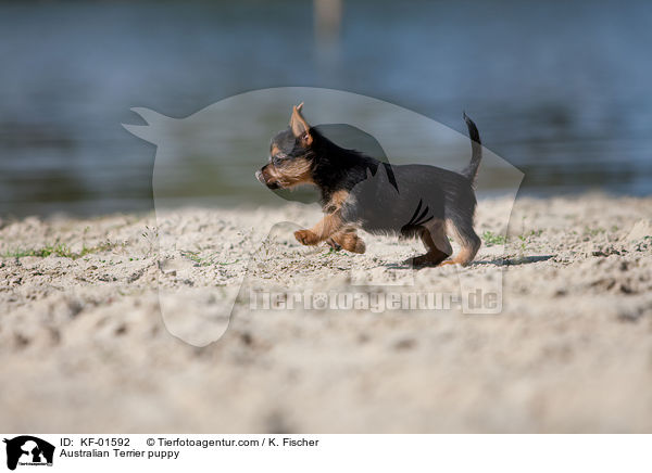 Australian Terrier Welpe / Australian Terrier puppy / KF-01592