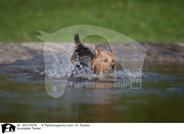 Australian Terrier / Australian Terrier / KF-01616