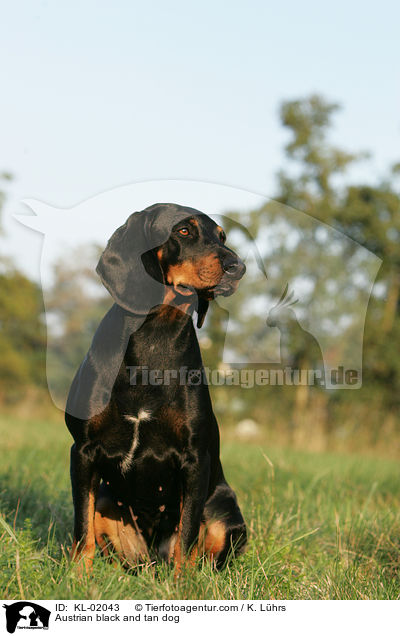 Brandlbracke / Austrian black and tan dog / KL-02043