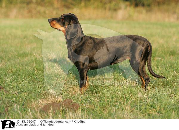 Brandlbracke / Austrian black and tan dog / KL-02047