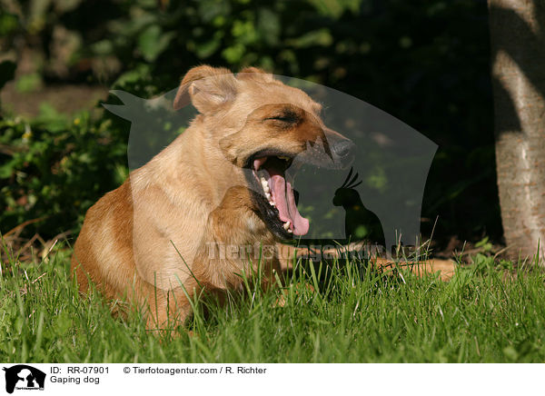 ghnender Hund / Gaping dog / RR-07901