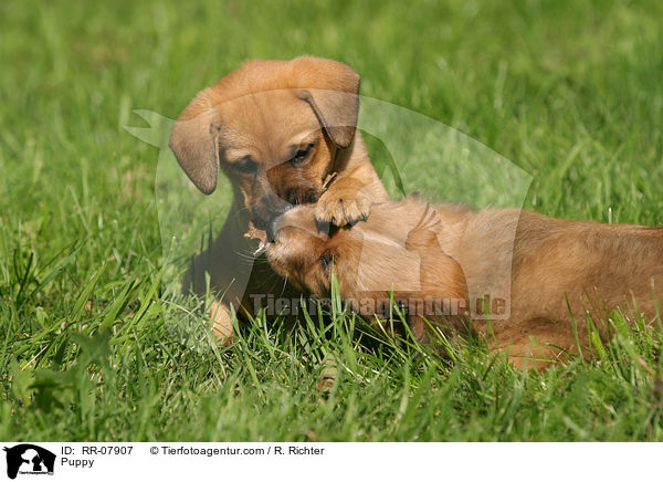 sterreichischer Pinscher Welpe / Puppy / RR-07907