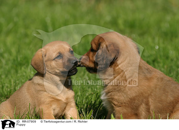 sterreichischer Pinscher Welpe / Puppy / RR-07909