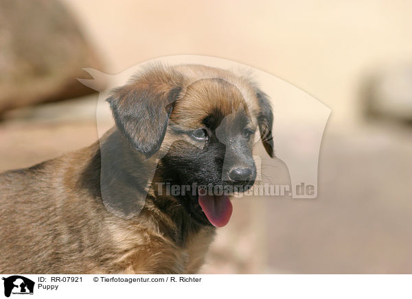 sterreichischer Pinscher Welpe / Puppy / RR-07921