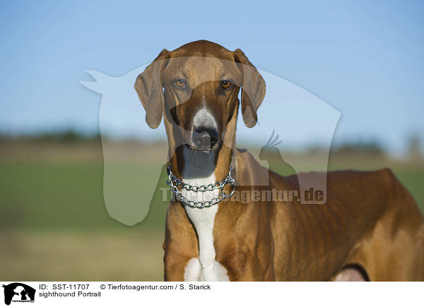 Azawakh Portrait / sighthound Portrait / SST-11707