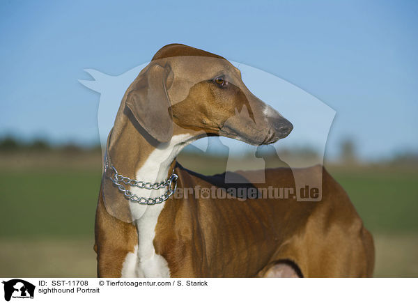 Azawakh Portrait / sighthound Portrait / SST-11708