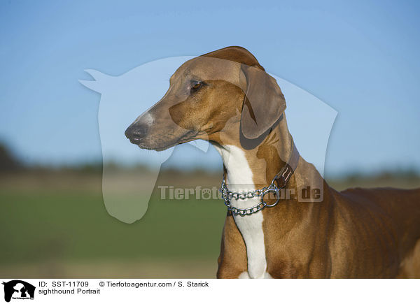 Azawakh Portrait / sighthound Portrait / SST-11709