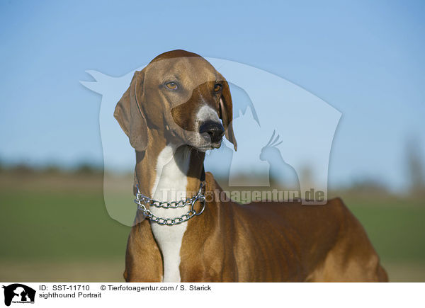 Azawakh Portrait / sighthound Portrait / SST-11710