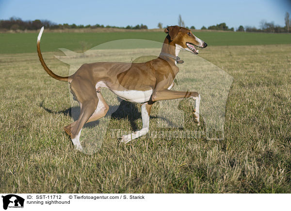 rennender Azawakh / running sighthound / SST-11712