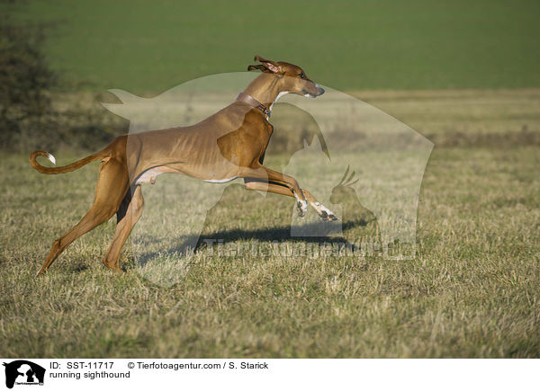 rennender Azawakh / running sighthound / SST-11717