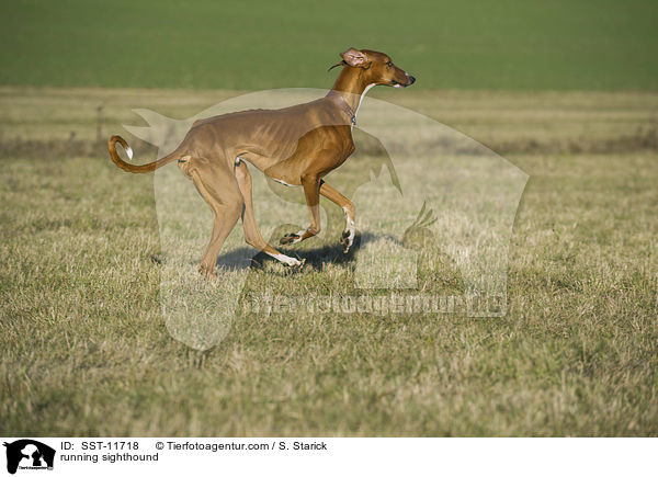 rennender Azawakh / running sighthound / SST-11718