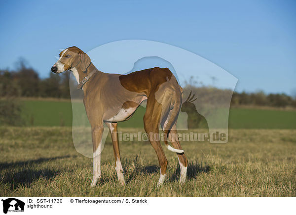 Azawakh / sighthound / SST-11730