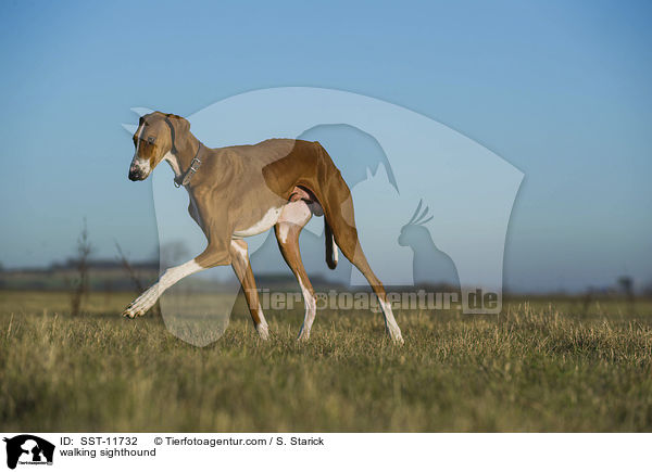 laufender Azawakh / walking sighthound / SST-11732