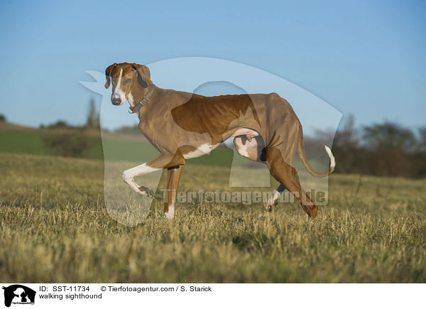 laufender Azawakh / walking sighthound / SST-11734