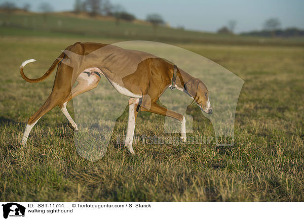 laufender Azawakh / walking sighthound / SST-11744