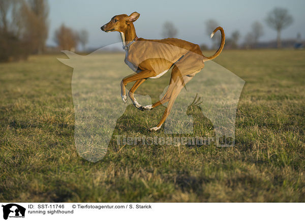 rennender Azawakh / running sighthound / SST-11746