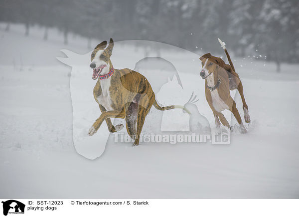 spielende Hunde / playing dogs / SST-12023