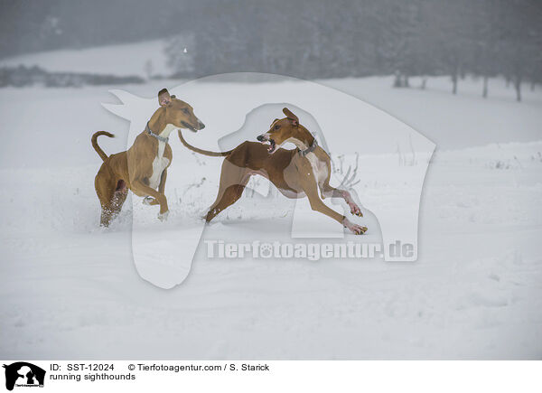 rennende Azawakhs / running sighthounds / SST-12024