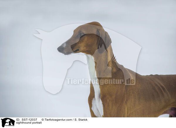Azawakh Portrait / sighthound portrait / SST-12037