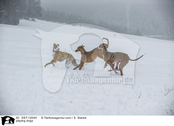 spielende Hunde / playing dogs / SST-12044