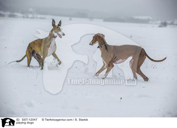 spielende Hunde / playing dogs / SST-12047