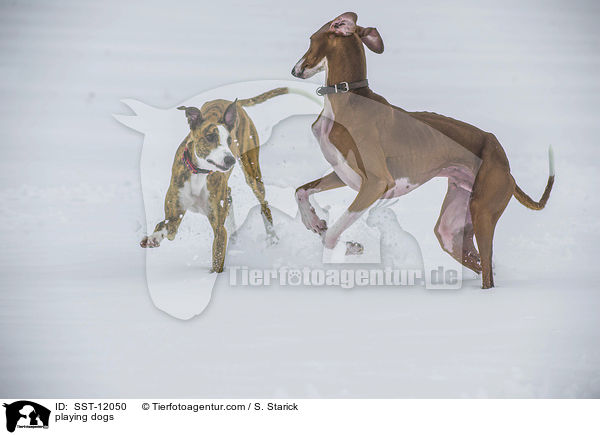 spielende Hunde / playing dogs / SST-12050
