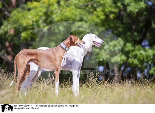 Azawakh und Saluki / Azawakh and Saluki / MW-23017