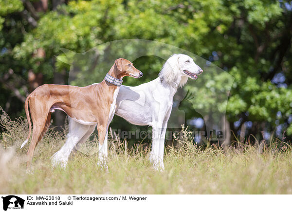 Azawakh und Saluki / Azawakh and Saluki / MW-23018