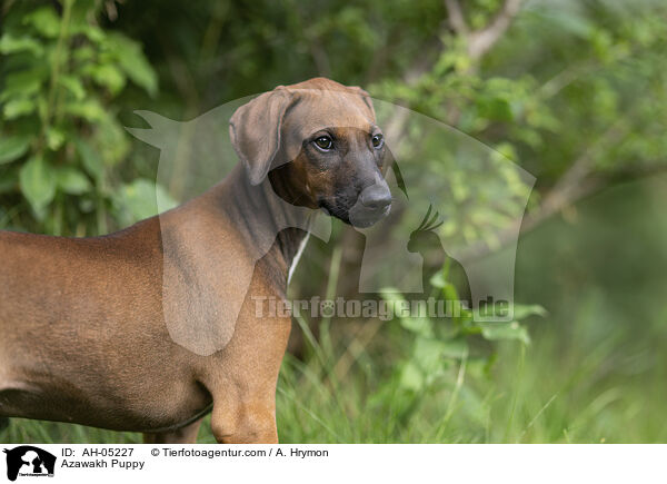 Azawakh Welpe / Azawakh Puppy / AH-05227