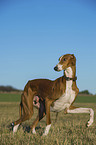 running sighthound