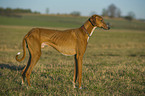 sighthound