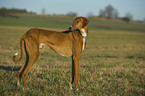 sighthound