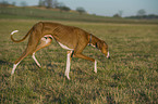 walking sighthound