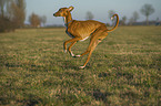 running sighthound