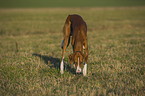 snuffling sighthound