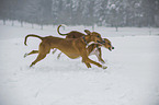 running sighthounds